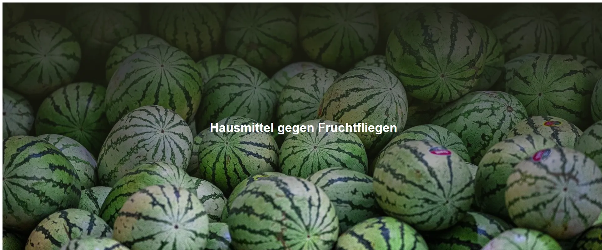 Hausmittel gegen Fruchtfliegen