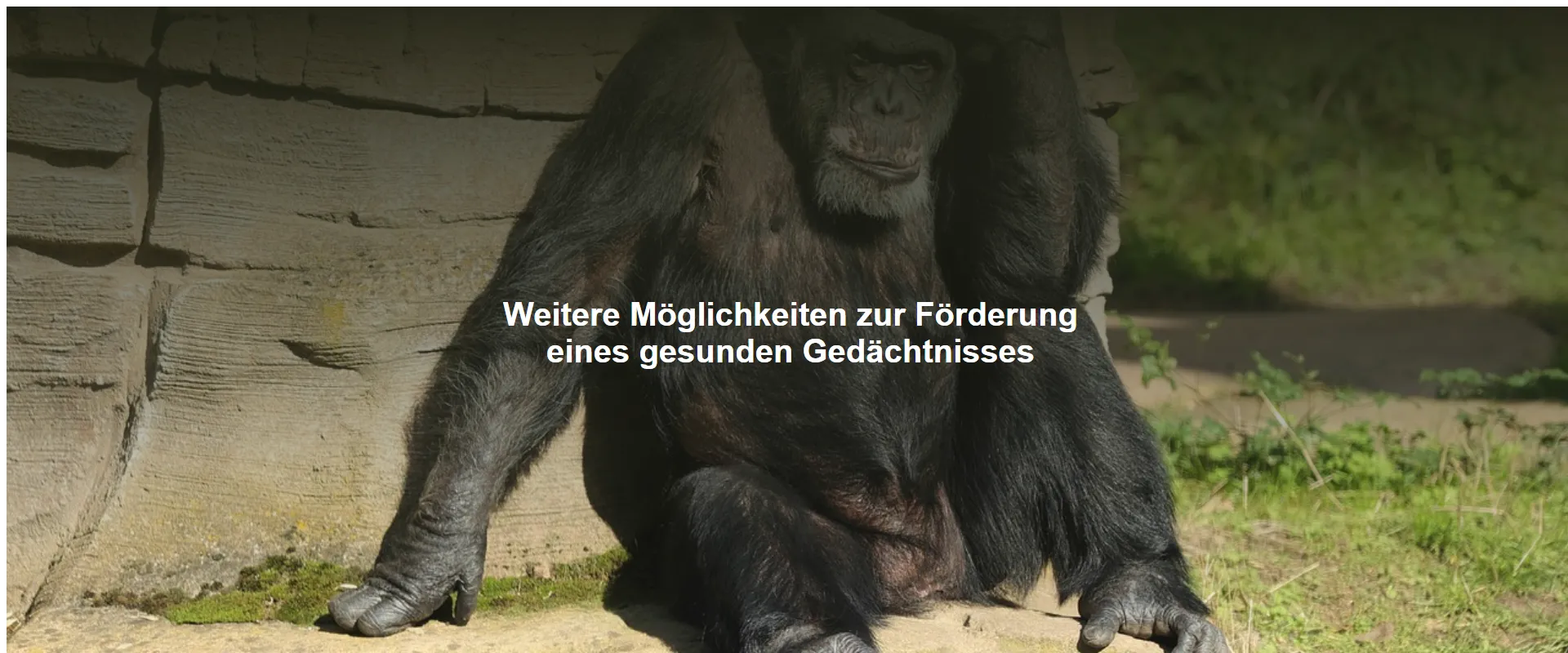 Weitere Möglichkeiten zur Förderung eines gesunden Gedächtnisses